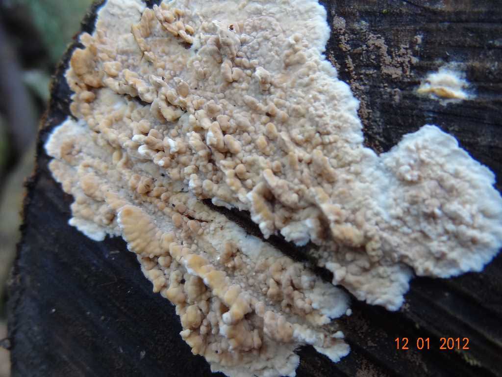 Cylindrobasidium laeve o evolvens ??(Cylindrobasidium laeve)